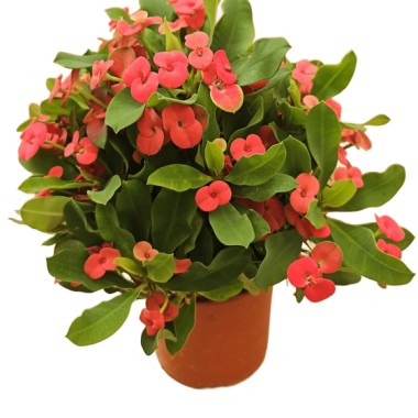 062 UNIDAD DE EUPHORBIA MILII M-13